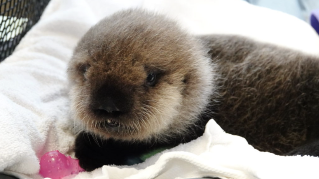 らっこページ ラッコにハマるNew Life, New World